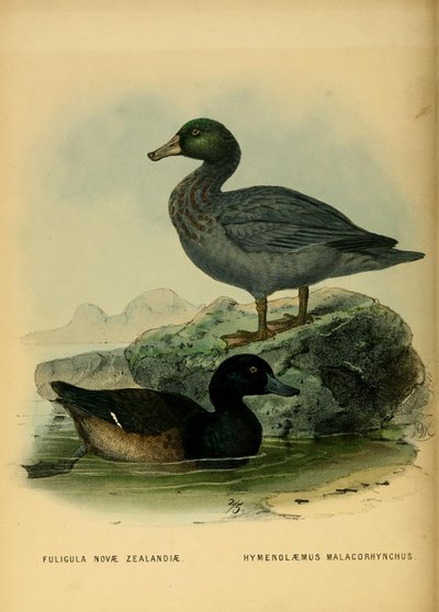 Illustration of the New Zealand Scaup and the Blue Duck by John Gerrard Keulemans